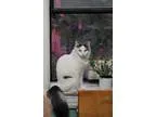 Adopt Coco a Turkish Van Turkish Angora