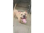 Adopt Blue a TanYellowFawn - with Black Mastiff  Staffordshire B