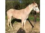 Tennessee walker for sale