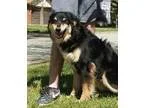 Adopt smiley a Australian Shepherd