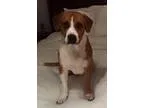 Adopt Copper a Boxer Basset Hound