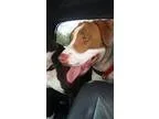 Adopt Linda a BrownChocolate - with White Pit Bull Terrier  Mixe