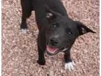 Adopt Lucie a Shepherd Labrador Retriever