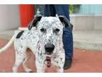 Adopt Piper a White - with Black Pointer  Dalmatian  Mixed dog i