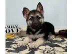 Trained Male and Female German Shepherd pups