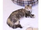 Adopt Samoa a Brown or Chocolate (Mostly) Domestic Mediumhair (m