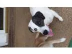 Adopt Sebastian a Australian Shepherd Border Collie
