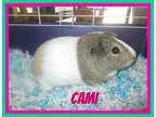Adopt Cami a Guinea Pig