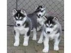Two Adorable MF Siberian Husky puppies for sale N