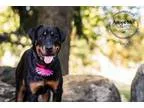 Adopt Lucy a Rottweiler