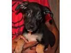 Rottweiler puppies for sale for you