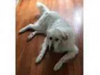Adopt Tobe a Great Pyrenees