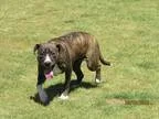 Adopt TARA a Pit Bull Terrier  Mixed dog in Grovetown GA (154392