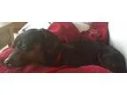 Adopt Ben a Miniature Pinscher Dachshund