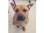 Adopt Countie a Boxer Pit Bull Terrier