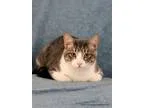 Adopt Dray a Gray or Blue (Mostly) Domestic Shorthair (short coa