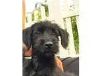 Adopt Paloma a White - with Black Standard Schnauzer  Scottie