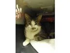 Adopt Todd a Brown or Chocolate (Mostly) Domestic Shorthair  Mix