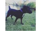 Adopt Calla Lillie a Shepherd Australian Shepherd