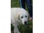 Adopt Harper Lee a Labrador Retriever Great Pyrenees Mixed dog