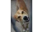 Hollie - Female Australian Cattle Dog Mix