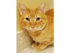 Adopt ADOPTED Tyson (Hinsdale) a Tabby - Orange