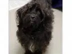 Adopt Coal a Poodle Poodle