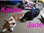 Adopt Jade a Rottweiler