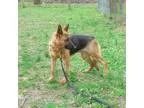 Adopt Savannah a Black - with Tan Yellow or Fawn German Shepherd