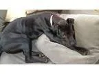 Adopt Rolo a Black Pit Bull Terrier  Labrador Retriever  Mixed d