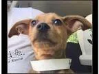 Adopt Billy a Miniature Pinscher