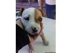 Adopt Gillian a Mastiff