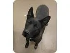 Adopt Polly a Labrador Retriever