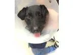 Adopt Basil a Jack Russell Terrier  Dachshund  Mixed dog in Wash