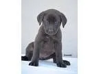 Adopt Emerald a Black Labrador Retriever  Basset Hound  Mixed do
