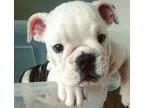 English Bulldog Puppies Registered For Sale