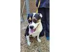 Adopt HARLEYneeds a foster a Black - with Brown Red Golden