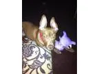 RewardLost quotStolen female Pit quot terrier mix
