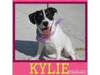 Adopt Kylie - big lovebug a Boxer Australian Shepherd