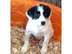 Adopt Jilly a Cocker Spaniel Dachshund