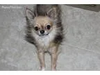Gizmo 3 Lbs