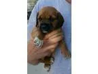 Adopt Baby Boy Butch a Boxer