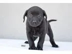 Adopt Onyx a Black Labrador Retriever  Basset Hound  Mixed dog i