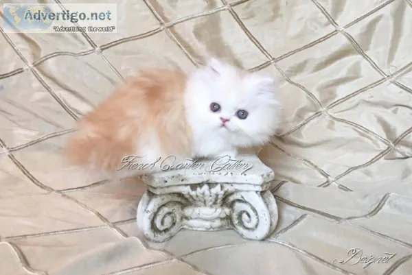 Standard Napoleon Kitten ( Munchkin x Persian)