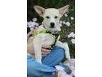 Adopt Paddy a TanYellowFawn Husky  Mixed dog in Mocksville NC (1