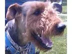Adopt Stache a Black - with Tan Yellow or Fawn Airedale Terrier 