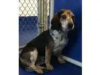 Adopt Jackson a Tricolor (TanBrown and Black and White) Beagle  