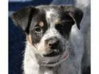 Adopt Friday a White - with Black Blue Heeler Border Collie dog