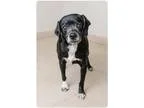 Adopt Johnny D160339 PENDING ADOPTION a Black - with White Beagl