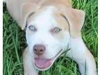 Adopt LOUIE a White - with Tan Yellow or Fawn Terrier (Unknown T